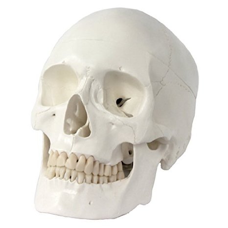 S24.2400 Human Skull, life-size, 3 parts