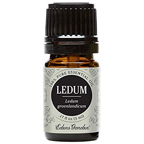 Edens Garden Ledum Essential Oil, 100% Pure Therapeutic Grade (Highest Quality Aromatherapy Oils- Cold Flu & Detox), 5 ml