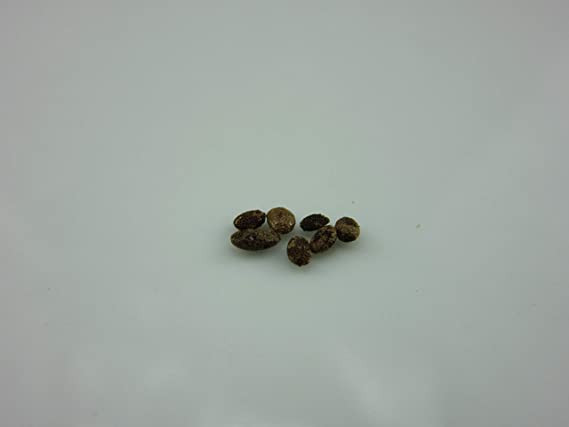 1043-Jasmine, Night Blooming (Cestrum nocturnum) Seeds by Robsrareandgiantseeds UPC0764425786221 Non-GMO,Organic,USA-Grower,1043 Package of 7 Seeds