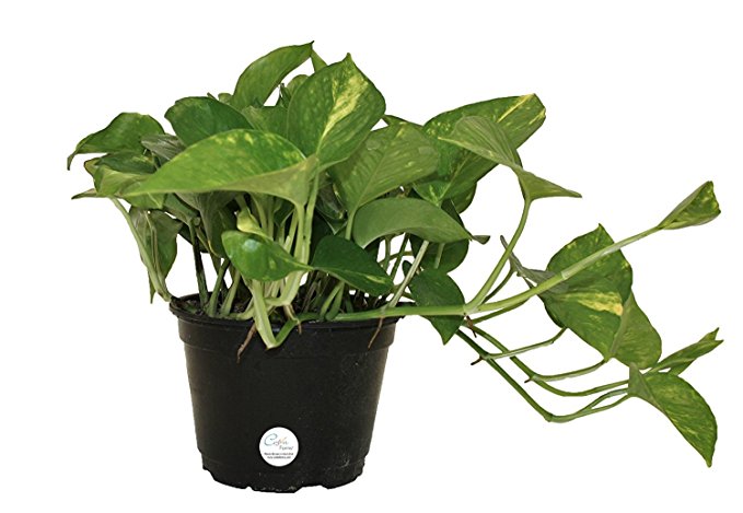 Costa Farms Golden Pothos Ivy Live Indoor Tabletop Plant in 6-Inch Grower Pot