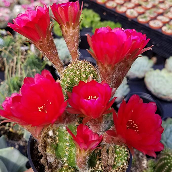 Live Plant Chamelobibia Rose Quartz Cactus Succulent