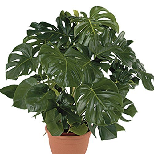 Philodendron monstera, 10"