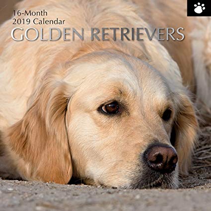 2019 Wall Calendar - Golden Retriever Calendar, 12 x 12 Inch Monthly View, 16-Month, Dogs and Pets Theme, Includes 180 Reminder Stickers