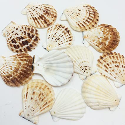 PEPPERLONELY 12 PC Drilled Pecten Radula Sea Shells, 2-1/2 Inch ~ 3 Inch