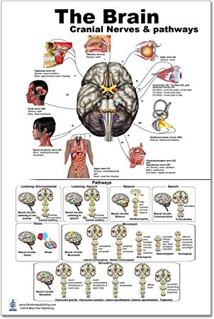 The Brain Poster 24x36inch, Waterproof, Cranial Nerves & Pathways