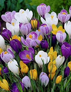 Crocus Species Mix (20 Bulbs) Purple, White, Yellow Perennial Bulb Mix. Made in USA, Ships from Our Iowa Nursery