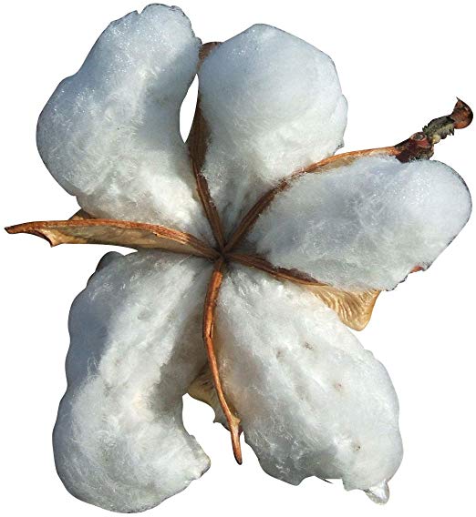 Cotton Plant - 20 Seeds - Gossypium