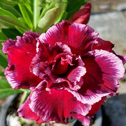 Rare Adenium Obesum, Double Flower, Grafted Mature Plant, Easy Care, Desert Rose Plant, New Hybrids, Not Just Seeds (27 Haang Pla Gat)