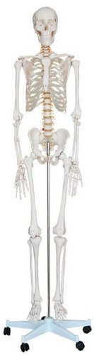 Human Skeleton Model, 1st Quality, Life Size on Pelvic Mounted 5 Foot Roller Stand, 64.2"