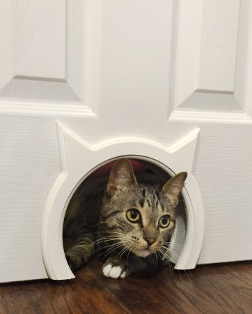 The Kitty Pass Interior Cat Door, Pet Door Hidden Litter Box.