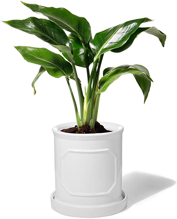 POTEY 050201 Cylinder Ceramic Pots for Plants - 6.2 inch White Planters for Indoor Plants Flower with Drainage Hole & Saucer