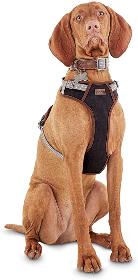 Petco Brand - Reddy Dog Harness