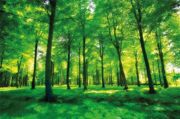 Forest photo wallpaper - green forest mural - XXL forest glade wall decoration 55 Inch x 39.4 Inch