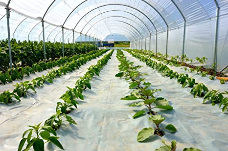 Suncover Greenhouse Plastic Film Clear Polyethylene 6 mil 4 Year UV Resistant Cover (20 ft Wide x 25 ft Long)