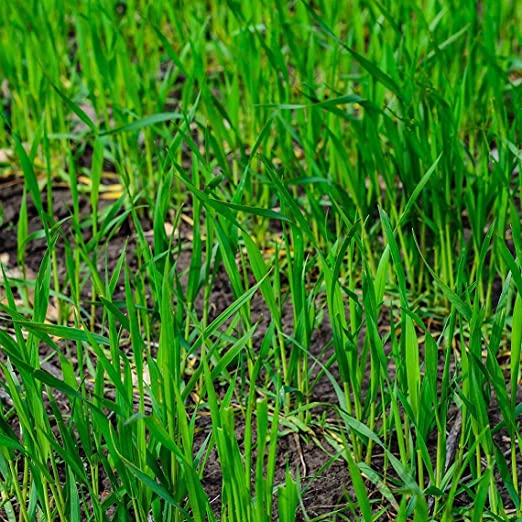 Rye Grass Seed - Fast Growing and Hardy Grass, Cover Crop, Food Plot. Grazing Pasture Seeds (10 Pounds)