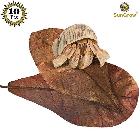 SunGrow 10 Natural Hermit Crab Leaves to Decorate Your pet's Home - Add Color to Your pet's Home Leaves - Ensures Optimum Health and Provides Right Humidity Levels
