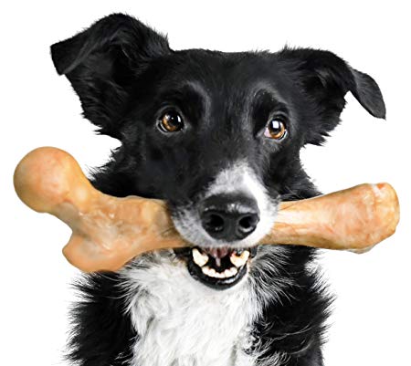 Pet Qwerks Boar BarkBone Pork Chop Flavor Dog Chew Toy - For Aggressive Chewers, Tough Durable Extreme Power Chew Toy, Indestructible | Made in USA FDA Compliant Nylon - For Medium Dogs