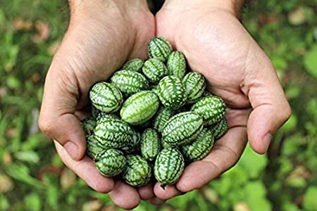 Mouse Melon Seeds | 20 Pack of Seeds | Grow This Exotic and Rare Garden Fruit | Cucamelon Seeds, Tiny Fruit to Grow