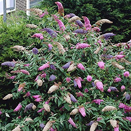 YouGarden Buddleia Tricolour Butterfly Bush with Compost Bundle