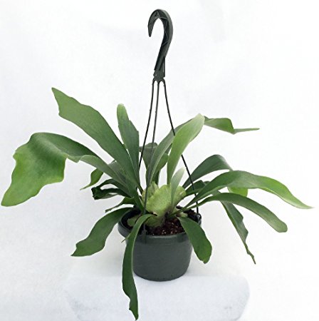 Staghorn Fern 6.5" Hanging Plant - Exotic House Plant