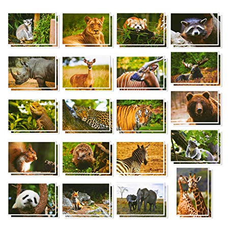 Wild Animal Postcards – 40 Postcards – Bulk Set - Featuring Tigers, Bears, Giraffes, Elephants, & More – 4 x 6 Inches