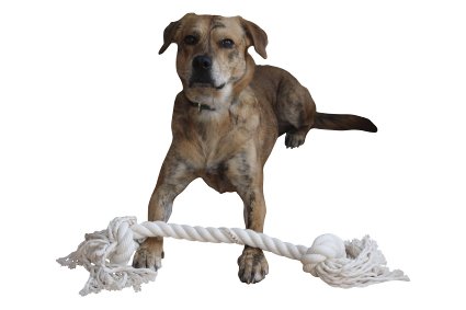 ManlyK9 "The Jr. TUG" Dog Rope Toy - 36" rope toy for a Man's dog