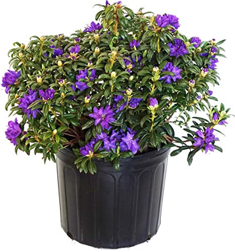 Rhododendron X 'Blue Baron' (Rhododendron) Evergreen, bluish purple flowers, #3 - Size Container