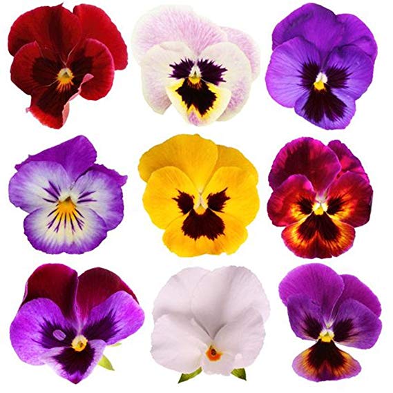 Giant Pansy Viola Flower Mix Color 200 Seeds