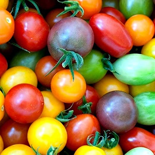 Rainbow Cherry Tomato Seeds for Planting - 100  Seeds - Amazing Colors and Taste - Great for Salads - Made in USA. Ships from Iowa. Dwarf Fruit Seeds