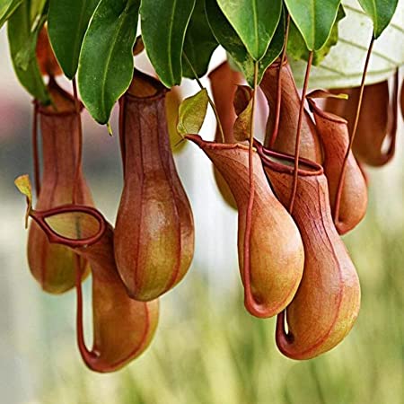 20 Pcs Seeds Nepenthes Seeds | Non-GMO | Tropical Pitcher Plants Seeds for Planting Home Garden, Seeds, Gardeners Choice!
