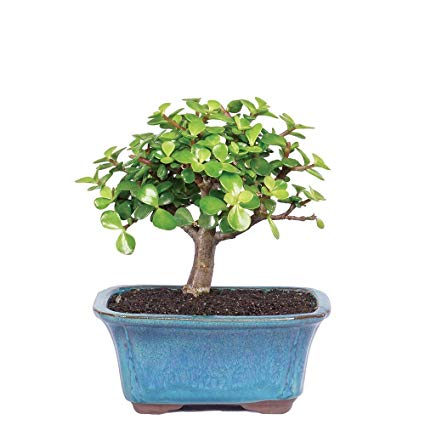 Brussel's Bonsai Live Dwarf Jade Indoor Bonsai Tree-3 Years Old 4" to 6" Tall with with Decorative Container, Small,