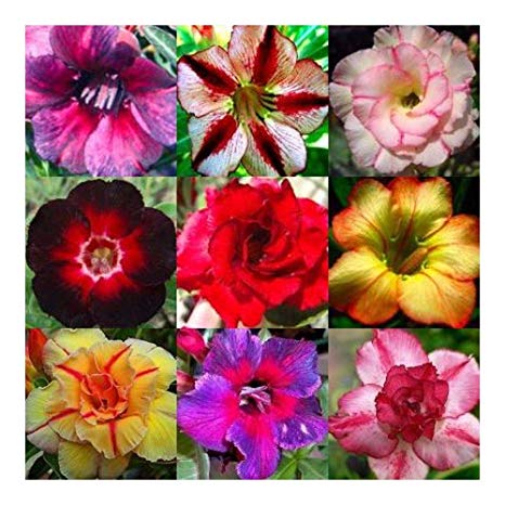 Adenium obesum Mixed Colours - Desert Rose Mixed Colours - 10 Seeds