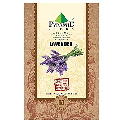 Pyramid Lavender Seeds (Purple, Pack of 400)