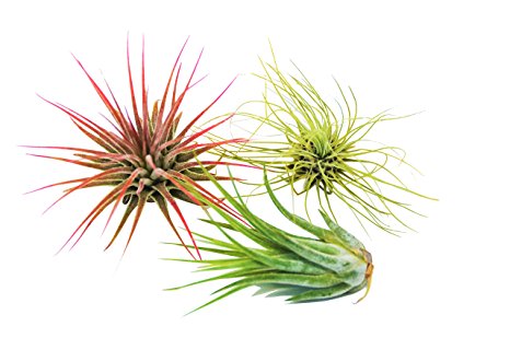 Air Plant Tillandsia 3-Pack - Small Air Plant Variety Pack - Easy Care - Great in Terrariums - Air Filtering (Tillandsia Fuchsii, Ionantha, & Kolby)
