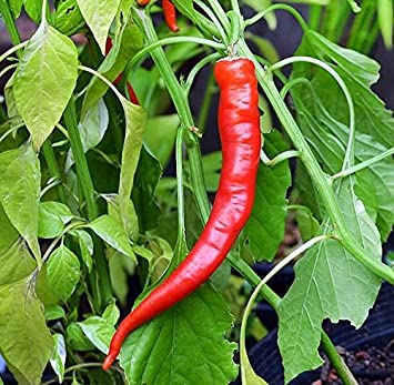 30  Cow Horn Hot Pepper Seeds Heirloom Non-GMO Spicy, 10" Long, Productive! from USA