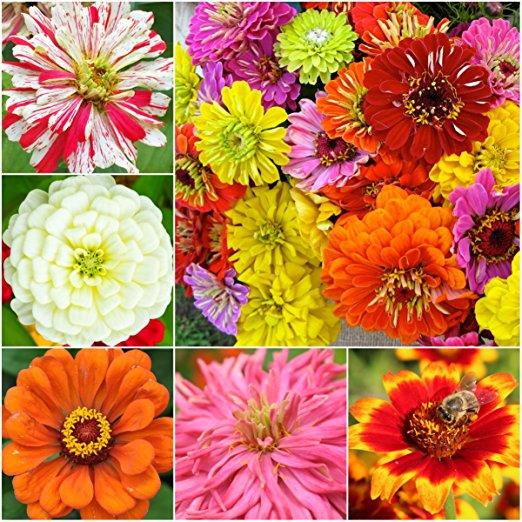 Package of 250 Seeds, Zinnia Crazy Mixture (Zinnia elegans) Non-GMO Seeds By Seed Needs