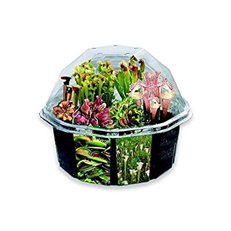 S&S Worldwide Carniverous Creations Plant Growing Craft Kit by DuneCraft