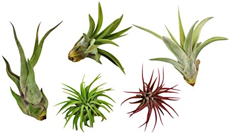 Variety Pack of Small Tillandsia Air Plants, Assortment of Exotic, Low Maintenance Live Air Plants Including Ionantha Rubra, Caput-Medusae, Harrissi, Velutina, & Ionantha Fuego Plants! (Set of 5)
