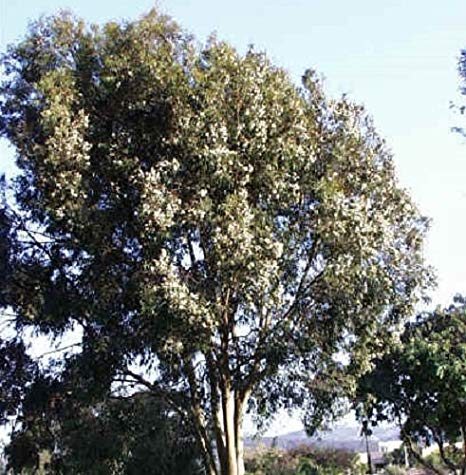 Eucalyptus - Citriodora - 100 Seeds