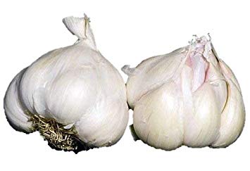 1  Pounds Early Italian Purple Garlic Fresh Bulbs (Allium Sativum var. Ophioscorodon)