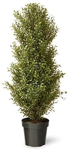 National Tree 48 Inch Argentia Plant in Green Pot (LAR4-700-48)