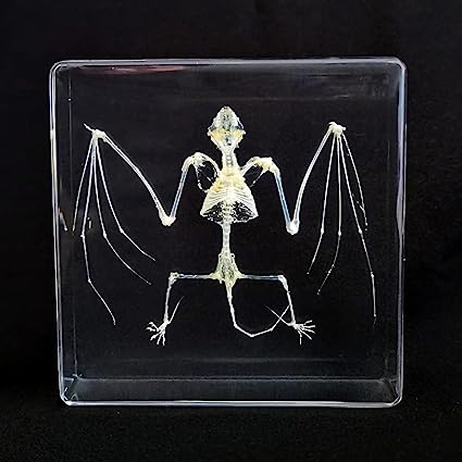FlyingBean Real Bat Skeleton Specimens in Resin Paperweight Crafts, Animal Taxidermy Collection for Science Education & Desk Ornament (Bat Skeleton), 75 x 75 x 24mm (3 x 3 x 1 inch), FBBF-02