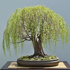 Chinese Weeping Willow Bonsai Tree Cutting to Grow - Fast Growing Willow Bonsai with Weeping Branches