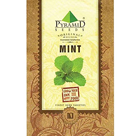 Pyramid Mint Seeds (Green, Pack of 2000)