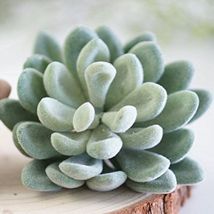 Realistic Cute Green Home Garden Faux Artificial Succulent Cactus Plants Unpotted (4 of grey)