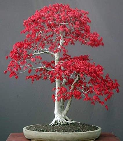 Acer palmatum - Japanese Red Maple - Bonsai - 10 Seeds