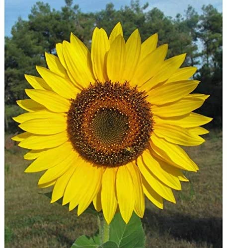 Yellow Giant Sunflower Seeds to Plant - 20 Seeds of This Giant Sunflower - Huge 2 ft Wide Flowers - A Real Giant
