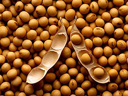 3 Pounds Non GMO Sprouting Soybeans - Also Great for Making Soy Milk, Tempeh or Sprouting - 3 lbs GMO Free Soybeans