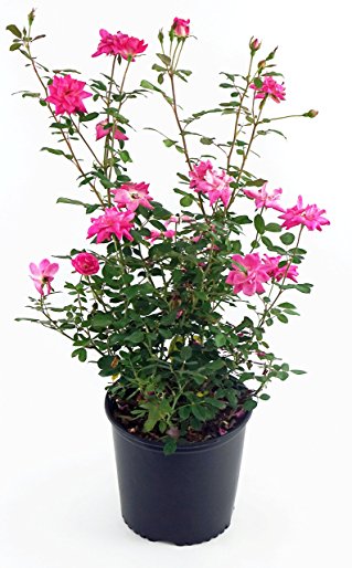 Zephirine Drouhin Rose, pink flowering rose in 3 Gallon pot - Rosa 'Zephirine Drouhin'