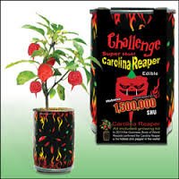 Challenge Super Hot Carolina Reaper Plant Kit